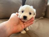 xs maltese bebekler