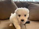 Xs Maltese Bebekler
