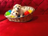 Kar Beyazı Maltese Terrier Yavrularımız