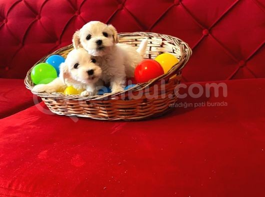 Kar Beyazı Maltese Terrier Yavrularımız görsel