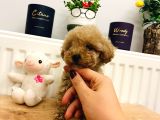 Poodle Kalitesinde Eşsiz Maltipoo Yavrularım