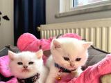 Rengarenk British Yavrularımız