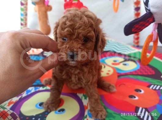 Koyu Kızıl Toy Poodle Bebeklerim görsel