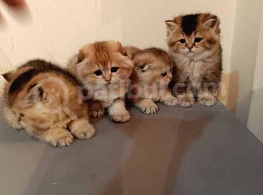 Ev Çekimi Orijinal Foto Scotish Ve British  Gold Point Yavrular  görsel