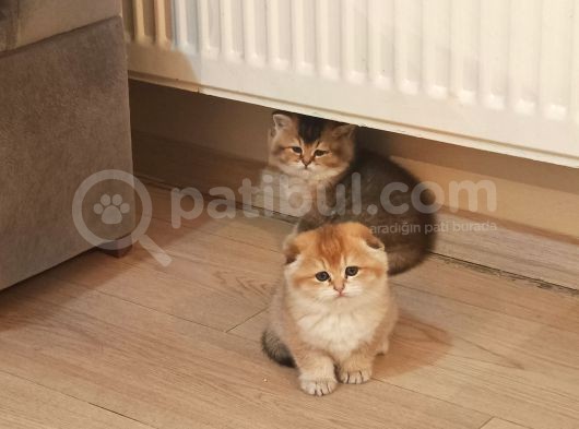 Ev Çekimi Orijinal Foto Scotish Ve British  Gold Point Yavrular  görsel