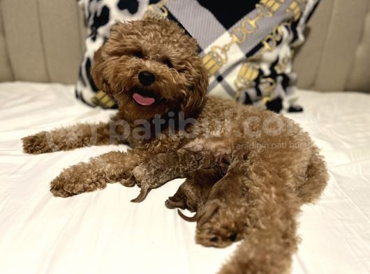 Secereli Ev Doğum Orjinal Toypoodle görsel