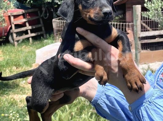 Resmi̇ Üreti̇ci̇den Doberman Yavrular görsel