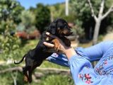Resmi̇ Üreti̇ci̇den Doberman Yavrular