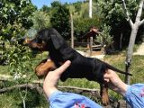 Resmi̇ Üreti̇ci̇den Doberman Yavrular