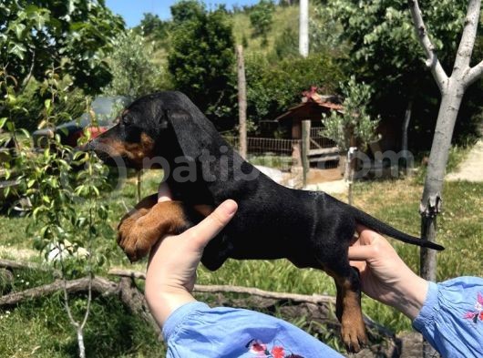 Resmi̇ Üreti̇ci̇den Doberman Yavrular görsel