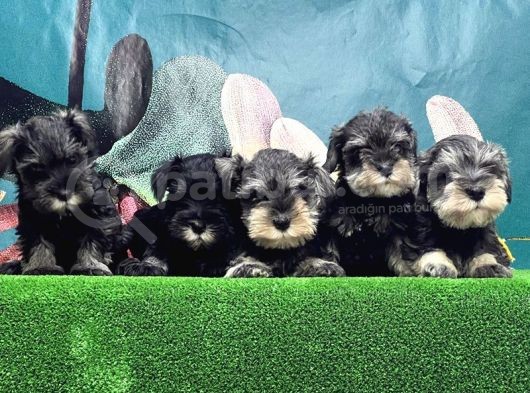 Resmi̇ Üreti̇ci̇den Mi̇nyatür Schnauzer Yavrular görsel