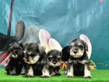 Resmi̇ Üreti̇ci̇den Mi̇nyatür Schnauzer Yavrular