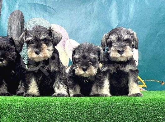 Resmi̇ Üreti̇ci̇den Mi̇nyatür Schnauzer Yavrular görsel