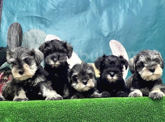 Resmi̇ Üreti̇ci̇den Mi̇nyatür Schnauzer Yavrular görsel