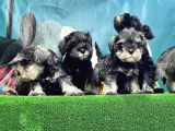 Resmi̇ Üreti̇ci̇den Mi̇nyatür Schnauzer Yavrular