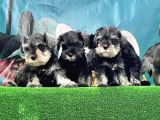 Resmi̇ Üreti̇ci̇den Mi̇nyatür Schnauzer Yavrular