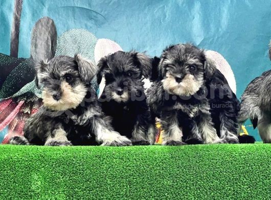 Resmi̇ Üreti̇ci̇den Mi̇nyatür Schnauzer Yavrular görsel