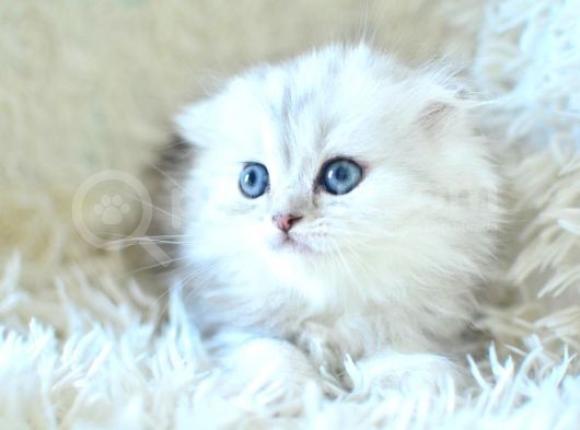 İpeksi Uzun Güzel Tüylü Silver Scottish Fold Longhair