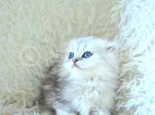 İpeksi Uzun Güzel Tüylü Silver Scottish Fold Longhair görsel