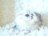 İpeksi Uzun Güzel Tüylü Silver Scottish Fold Longhair