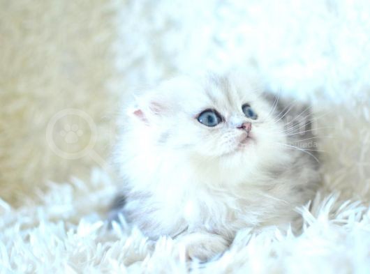 İpeksi Uzun Güzel Tüylü Silver Scottish Fold Longhair görsel