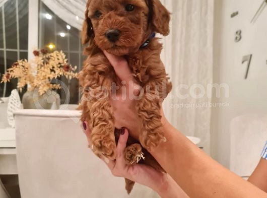 Ev Bakimi Anne Yaninda Red Brown Toy Poodle görsel