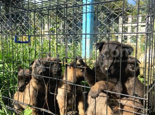 Son İki̇ Kızım Ailesini Bekliyor görsel