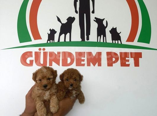 Red Brawn Toy Poodle görsel