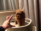 Red Brawn Toy Poodle