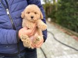 Bebek Suratli Toy Poodle Oyuncak Yavrular