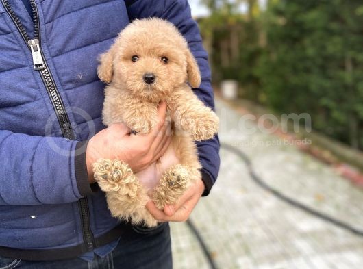 Bebek Suratli Toy Poodle Oyuncak Yavrular görsel
