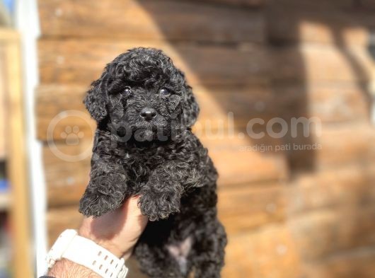 Si̇yah İnci̇ Toy Poodle Bebekler