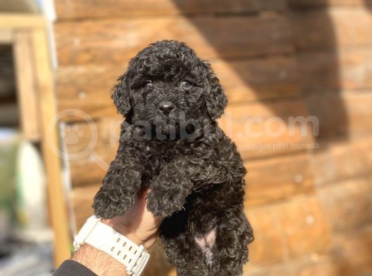 Si̇yah İnci̇ Toy Poodle Bebekler görsel