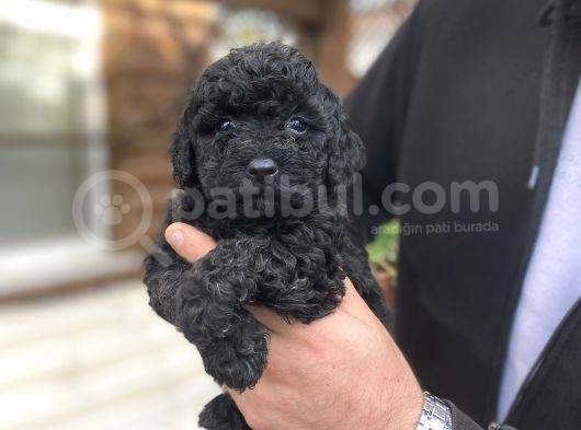 Si̇yah İnci̇ Toy Poodle Bebekler görsel