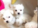 Teacup Maltese Terrier Bebekler