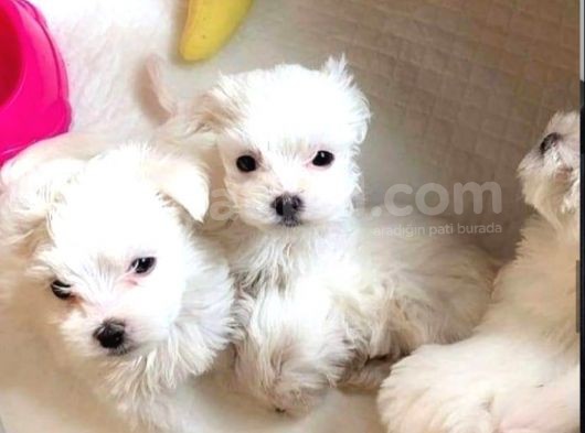 Teacup Maltese Terrier Bebekler görsel