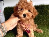 Ori̇ji̇nal Kore Bebeği̇  Toy Poodle Yavrular