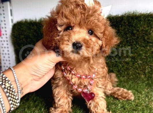 Ori̇ji̇nal Kore Bebeği̇  Toy Poodle Yavrular görsel
