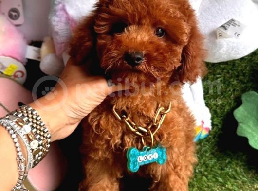 Ori̇ji̇nal Kore Bebeği̇  Toy Poodle Yavrular görsel