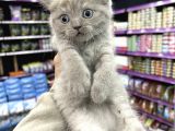 Lilac Renk British Shorthair Yavrum