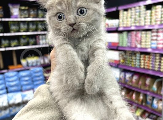 Lilac Renk British Shorthair Yavrum görsel