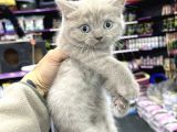 Lilac Renk British Shorthair Yavrum