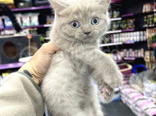 Lilac Renk British Shorthair Yavrum görsel