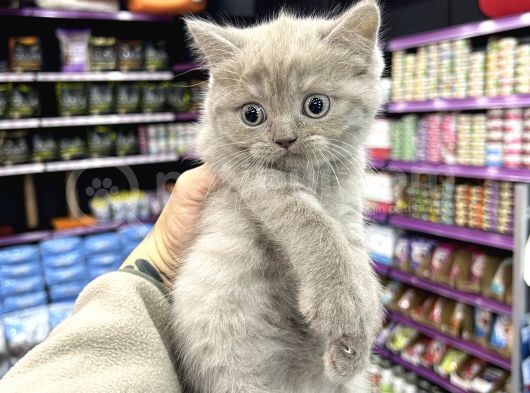 Lilac Renk British Shorthair Yavrum görsel