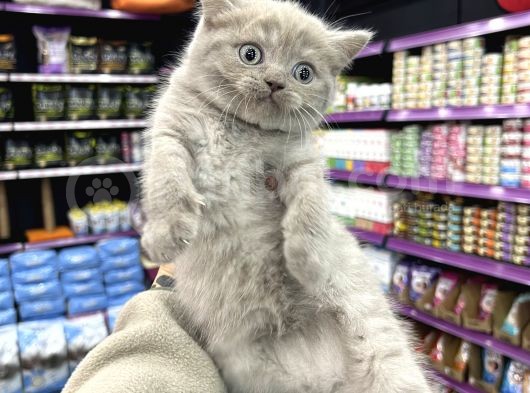 Lilac Renk British Shorthair Yavrum