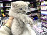 Lilac Renk British Shorthair Yavrum