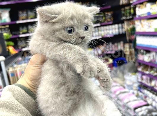 Lilac Renk British Shorthair Yavrum görsel