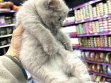 Lilac Renk British Shorthair Yavrum