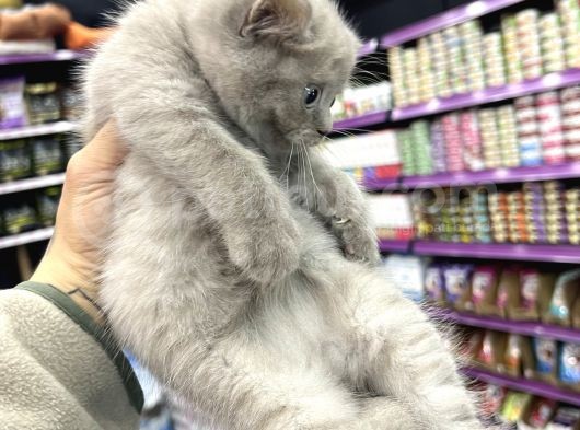 Lilac Renk British Shorthair Yavrum görsel