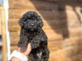 Di̇şi̇ Si̇yah İnci̇ Poodle Bebeği̇mi̇z